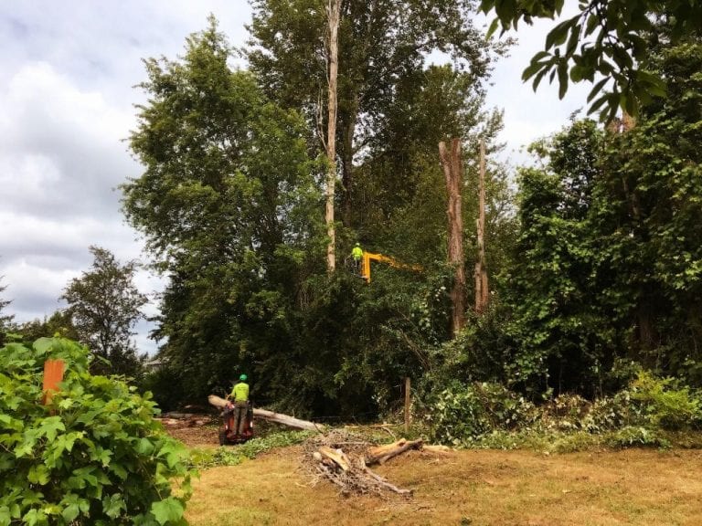 Dead Tree Removal Service Kent Edgewood Federal Way Milton Fife Seatac   Dead Tree Removal Service Kent Edgewood Federal Way Milton Fife Seatac Wa  768x576 